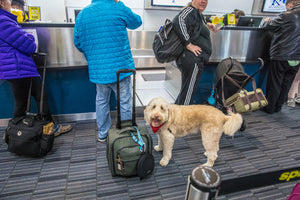 Your definitive guide to traveling ethically with an emotional support animal